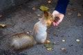 A red squirrel eating nuts from a womanÃ¢â¬â¢s hand on the walkway in the park in autumn Royalty Free Stock Photo